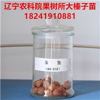 大榛子苗价格，大榛子苗有什么品种，榛子苗价格 