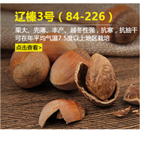 大榛子苗 大榛子苗品种 