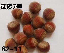 辽宁榛子果