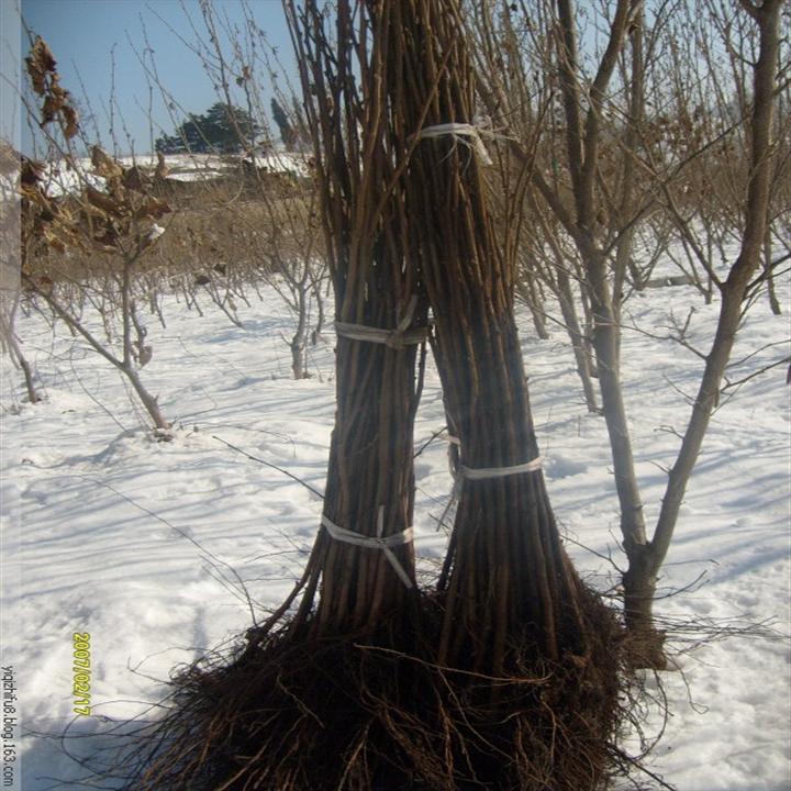 辽宁榛子苗哪里好（请与辽宁农科院孙万河教授联系http://www.zhenzimiao.jqw.com ）榛子苗价格 大榛子苗价格辽阳榛子苗价格 平欧榛子苗价格 达维榛子苗价格 