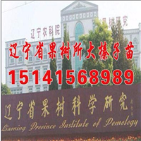 **内蒙古榛子苗价格，2019年内蒙古榛子苗价格 