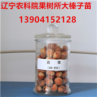 达维榛子苗简介 