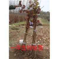 大榛子苗品种苗价格 