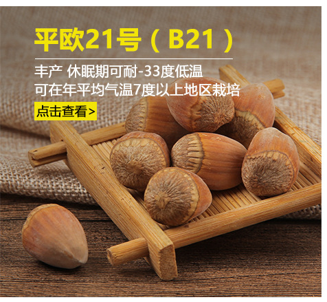 一年生大榛子苗规格 