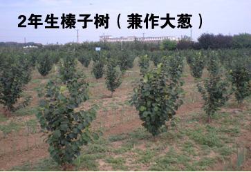达维榛子树苗 