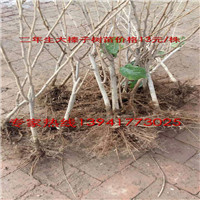 辽宁榛子苗