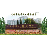 抗寒大榛子苗价格 