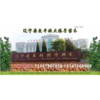 2019年陕西榛子苗价格，适合陕西栽的榛子苗 