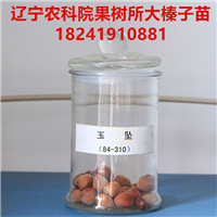 大果榛子苗价格 咨询恒盛林果苗圃，货真价实，品质保证 