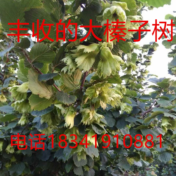 批发大榛子苗|榛子苗价格|大榛子苗价格 