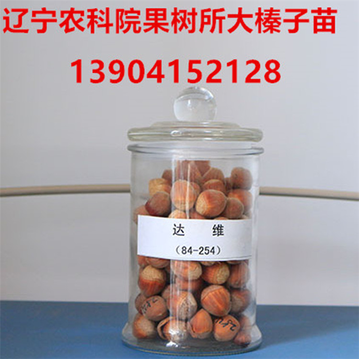 达维榛子苗简介 