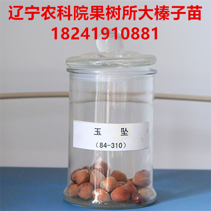 大榛子苗价格，大榛子苗有什么品种，榛子苗价格 