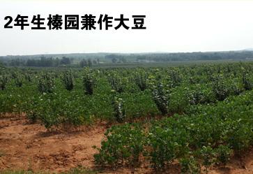 辽宁榛子园