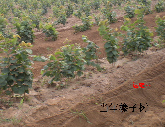 出售平欧大榛子苗 平欧榛子种苗 榛子苗价格（http ://www.zhenzimiao.jqw.com 辽  宁农科院孙万河教授联系） 