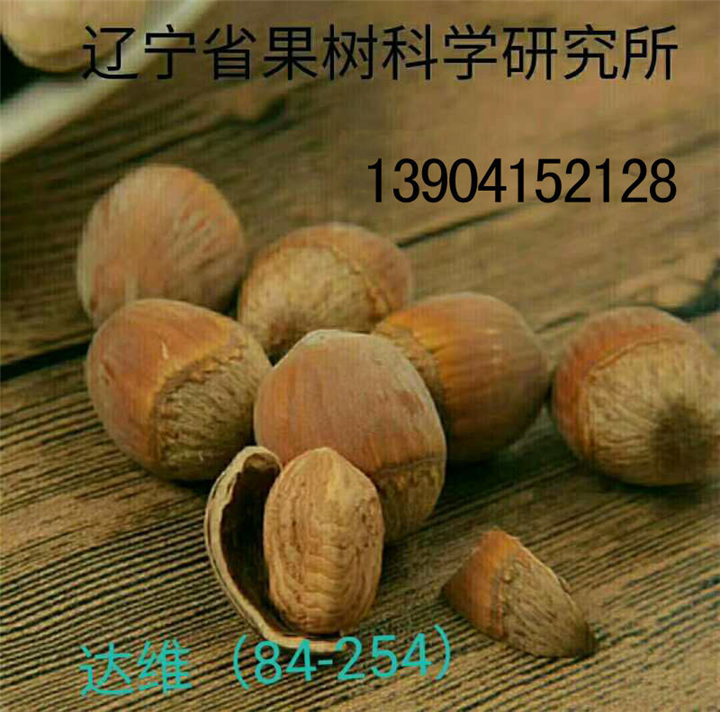 **大榛子苗价格,榛子苗价格,榛子树苗 