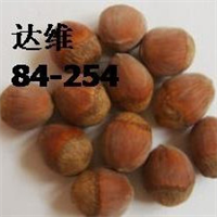 适合山西长治栽的大榛子苗,大榛子苗品种 