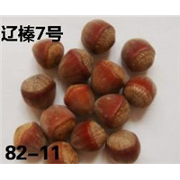 辽宁哪家榛子苗好 辽宁榛子苗价格 