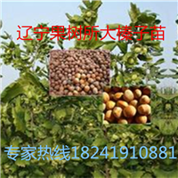 大榛子苗多少钱一棵，榛子苗价格，大榛子苗价格，榛子 