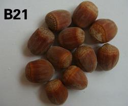 辽宁榛子果