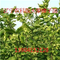 新疆塔城地区榛子苗价格,适合