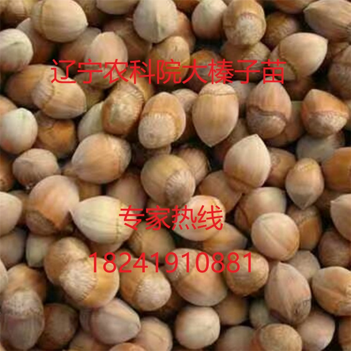 平欧大榛子苗|大榛子苗价格|榛子苗价格|辽宁榛子苗 