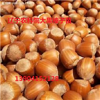 哪里卖大榛子苗，求购大榛子苗，求购平欧大榛子苗 