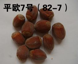 辽宁榛子果