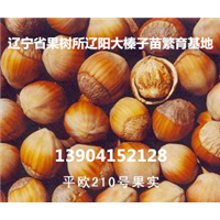 甘肃省大榛子苗价格,大榛子苗品种,榛子苗价格 