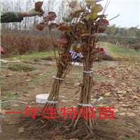 辽宁榛子苗