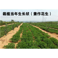 辽宁榛子园