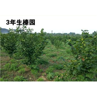 辽宁榛子树