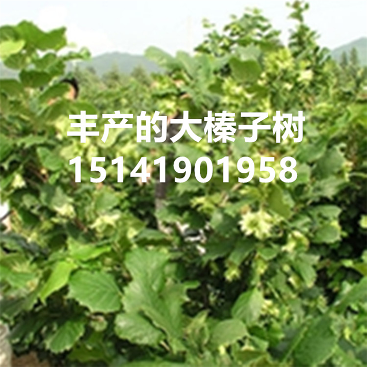 大榛子苗的种植要点 