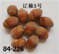 辽宁农科院大果榛子苗 辽宁大榛子苗 辽宁榛子苗价格 北方榛子苗价格  榛子苗 榛子树 榛子果 大榛子 大榛子价格 美国大榛子 美国大榛子苗 丹东榛子苗价格 
