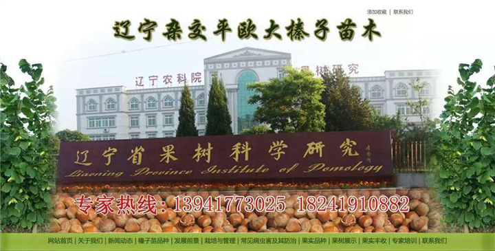 抗寒大榛子苗价格 