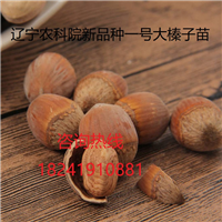 平欧大榛子的用途及经济价值 