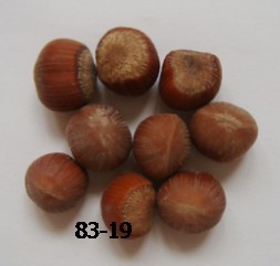 辽宁榛子 
