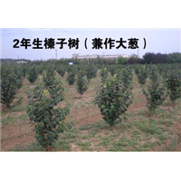 达维榛子树苗 