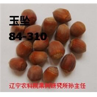 大榛子苗价格| 榛子苗价格| 大果榛子苗价格 