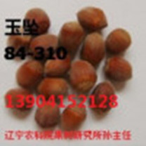 2019吉林榛子苗价格/批发吉林榛子苗 