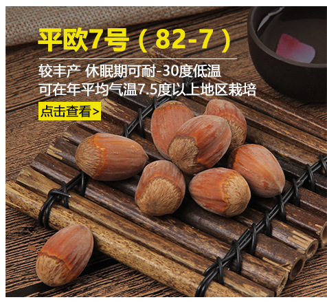 大榛子树的树形及整形过程 