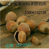 **大榛子苗价格,榛子苗价格,榛子树苗 