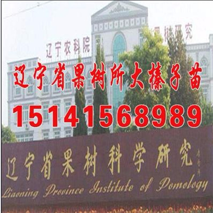 如何选购优质大果榛子苗木 