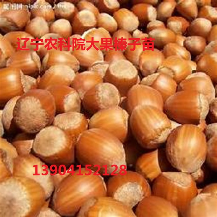 大榛子苗价格，榛子苗价格，辽宁榛子苗价格 