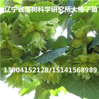 适合宁夏固原栽的榛子苗品种,固原榛子苗价格 