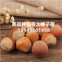 榛子树，榛子苗，榛子树苗，榛子苗价格，大榛子苗价格， 