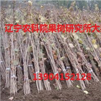二年生榛子苗价格 