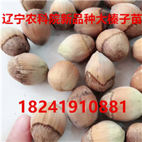 哪里卖大榛子苗|大榛子苗批发价|榛子苗价格 