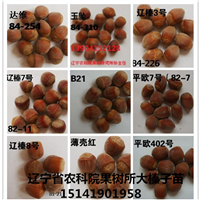 平欧大榛子苗适宜栽培的地区 