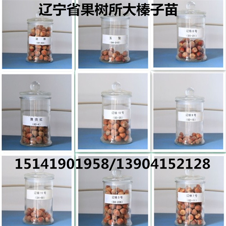 大果榛子苗品种选定,大榛子苗品种 