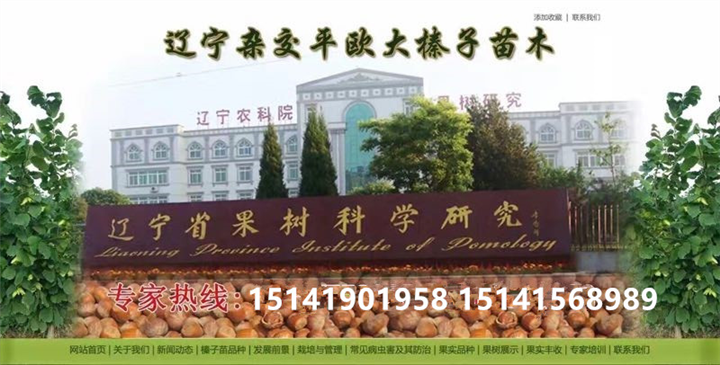 甘肃省榛子苗价格，大榛子苗价格，榛子苗价格 